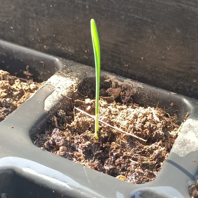 WrzeCiOna - Update łogódecka, widać pierwsze zielone listki, trochę spóźnione zapewne...