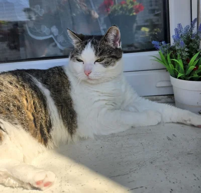 Solsith - #pokazkota #spaslak już grzeje dupe(⌐ ͡■ ͜ʖ ͡■)