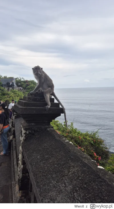 Wwolt - @Wwolt: Wredne małpy które kradną.