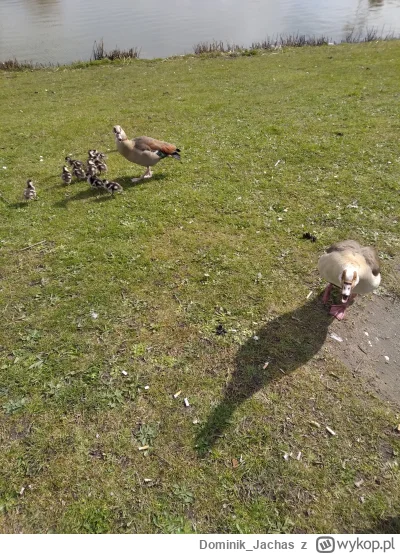 Dominik_Jachas - Wilki wilczą, a gęsi?
#sebcel