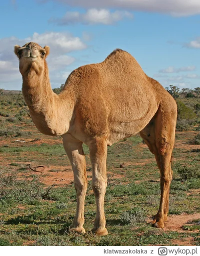 klatwazakolaka - @disinherited: