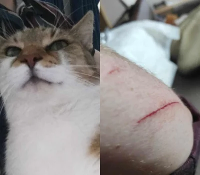 KjatanSveisson - #koty #pokazkota

Dlaczego właśnie ci których kochamy, ranią nas naj...