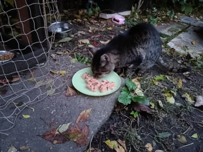 Timer_555 - wczorajsze bo dzis za późno przyszedłem i kotki nie przychodzą 

#przegry...