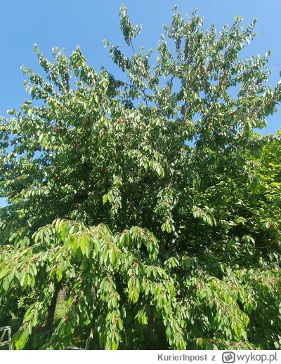 KurierInpost - Właśnie zeżarłem kilo czereśni. To będzie jakieś pół Sasina. A wy co? ...