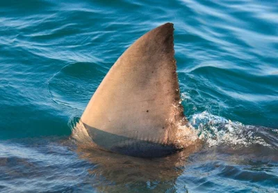 Mr3nKi - @Reea: Huop w rekina sie bawi