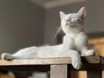 ada_lovelace - czy taki biały kocik może prosić o plusika
#koty #pokazkota