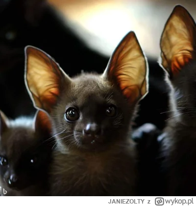 JANIEZOLTY - #aikitku