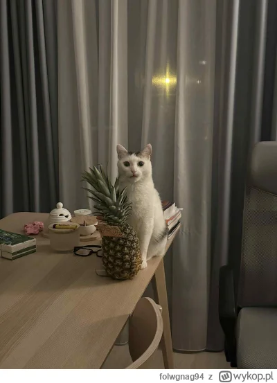 folwgnag94 - Zrób mi proszę zdjęcie z tym pięknym ananasem ʕ•ᴥ•ʔ

#kitku #pokazkota #...