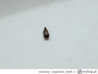 steamycapybarabath - #owady A co to takiego? ( ͠°෴ °) Jest małe, umie latać i całkiem...