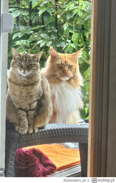 Rossoneri_pl - #pokazkota typowy widok przy krojeniu mięsa na obiad.