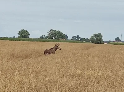 Choma_Brutus - Mam dynamiczne pasje, uprawe pszenicy, rzepaku. Ryby, grzyby, łosie, i...