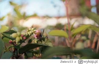 Zwierz33 - Albo takie coś se zrobiłem w żywopłocie kiedyś ( ͡º ͜ʖ͡º)

#przegryw