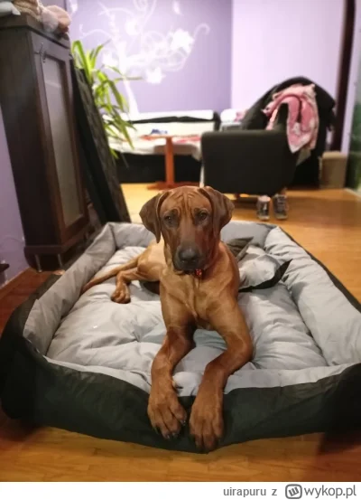 uirapuru - @dktr: widać, ze inteligencją to ty nie grzeszysz panie "instalatorze". ja...