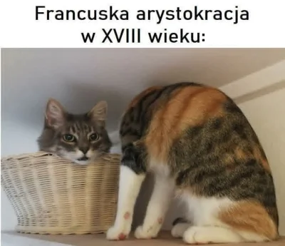 Dalamar - #heheszki #humorobrazkowy #koty