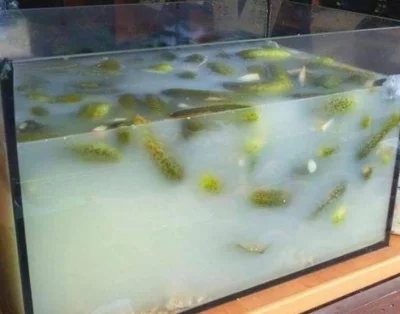 Vendigoo - #raportzpanstwasrodka A my wszyscy myśleliśmy, że Sibi to wielki akwarysta...