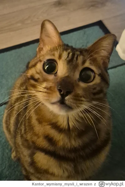 Kantorwymianymysliiwrazen - @Lujdziarski: TY ale takie piękne kocie wpatrzenie to się...