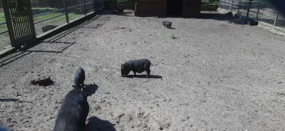 NevermindStudios - Świnie Wietnamskie
#swinie #przegryw #zwierzaczki #pokazswinke