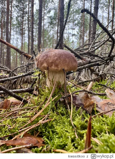 kwasitkoo - @FilipWWL 😀