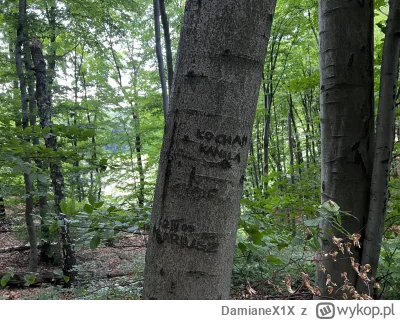 DamianeX1X - Znów spoglądam w lesie na te drzewa, gdzie ówczesne normictwo, tagowało ...