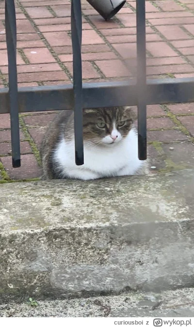 curiousboi - uwielbiam jak ona tak obserwuję ulicę i przechodniów, jak jakaś babka na...