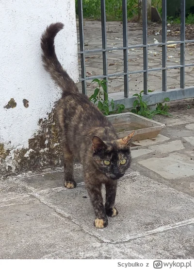 Scybulko - #koteczkizprzypadku #koty #kitku #zwierzaczki #grecja

Kitku typu greckieg...