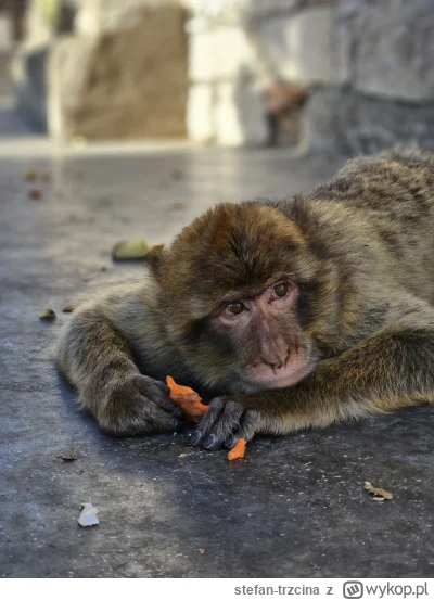 stefan-trzcina - @simpiara