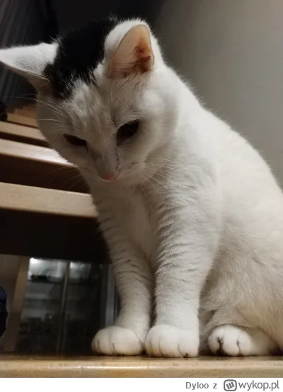 Dyloo - @Solsith oddaj mojego spaślaka (ಠ‸ಠ)