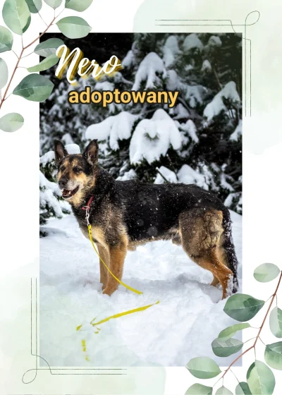 dsad-sda - Wiem, że była już nieoficjalna informacja na tagu ale dziś FB schroniska u...