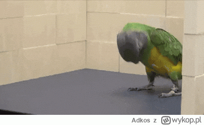 Adkos - @badreligion66 xD