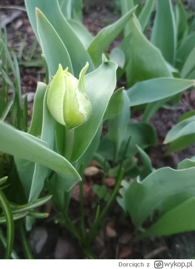 Dorciqch - @Dorciqch tutaj tulipanki już się zbierają w sobie