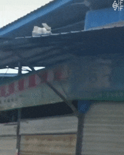 wfyokyga - Kot spada zawsze na cztery łapy?