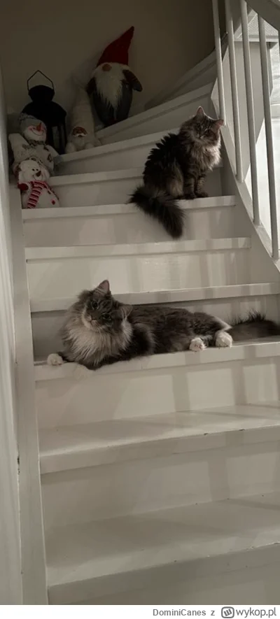 DominiCanes - ᶘᵒᴥᵒᶅ
#koty #pokazkosmetyczke