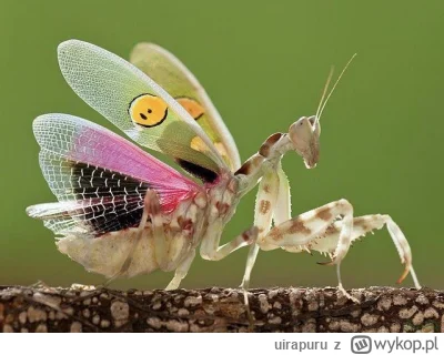 uirapuru - Uważamy, że owady odczuwają ból, ale wiele z nich może nie okazywać niepok...