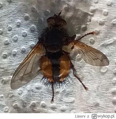 Lixerv - Cóż to za dziwna mucha?

#Entomologia #owady
