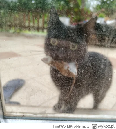 FirstWorldProblemz - #pokazkota 

(ʘ‿ʘ)