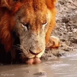 wfyokyga - Won z mojego basenu kiciu