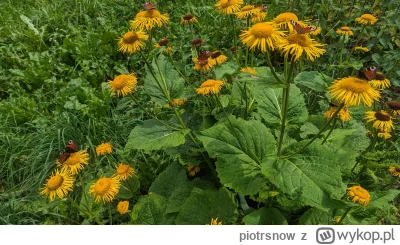piotrsnow - Motyle się grzmocą wśród łąk i kwiatów, a ja to podziwiam i fotografuję (...