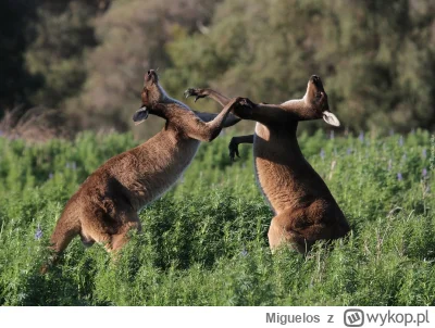 Miguelos - Dwa kangury w walce
#f1 #heheszki #humorobrazkowy