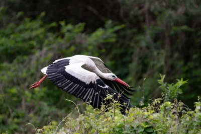 LoopyMajestic - @LoopyMajestic: