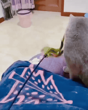 jestemtakizmeczony - #gifyzkotkami 🧵

SPOILER