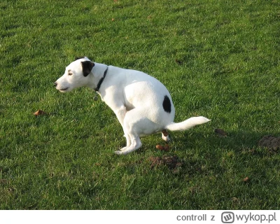 c.....l - @Xtreme2007: jak go widze to tylko jedno mi przychodzi na mysl