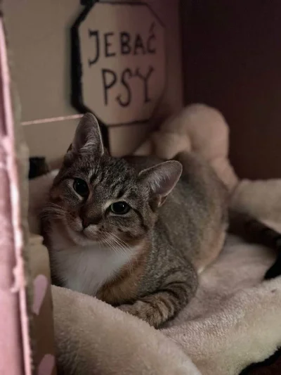 FreakingAwesome - #kotek