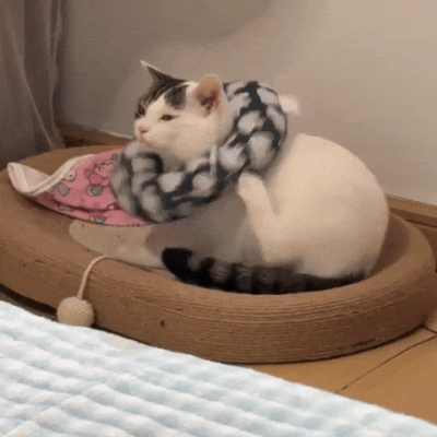 kicek3d - #koty #smiesznekotki #gif