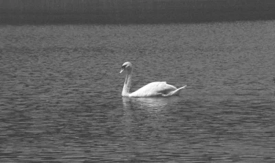 Wiskoler_double - #szczecin #szczecinwobiektywie
#szczecin #szczecinwobiektywie
Szcze...