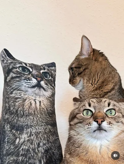 Lemmonix - Każdy kierunek pod obserwacją ( ͡° ͜ʖ ͡°)
#codziennystepan #koty #kitku #d...