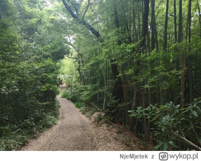 NjeMjetek - Spierdotrip chuopski po lesie aż się jasno zaczęło robić