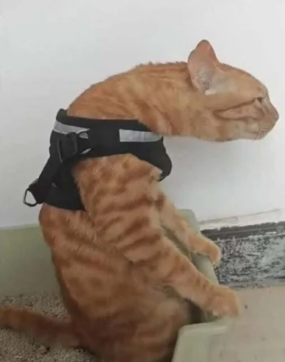 DarthRegis - lock in