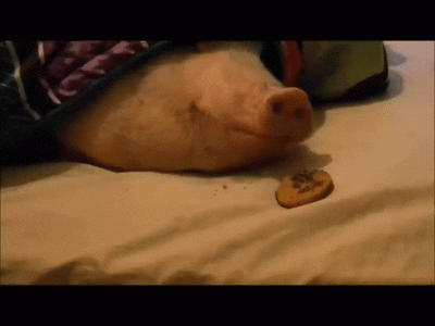 piSSowiec39 - Może Krzysztofa zmetabolizować ,przynajmniej spróbować za pomocą ciastk...