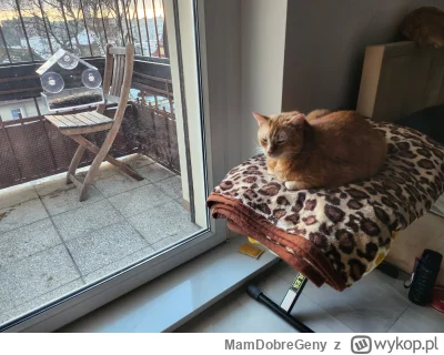 MamDobreGeny - Kupilem dla kitku przeźroczysty karmnik zeby mógł się zaprzyjaźnić z s...