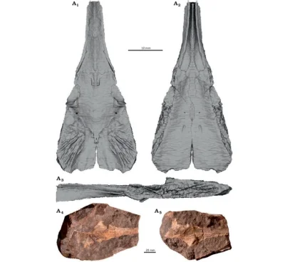 Lifelike - I. Pierwsze szczątki trematozaurów sprzed 250 mln lat z terenów dzisiejsze...